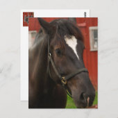 Donner-Pferdepostkarte Postkarte (Vorne/Hinten)