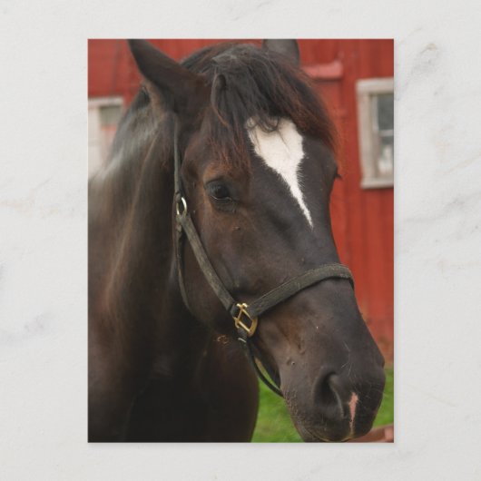 Donner-Pferdepostkarte Postkarte (Vorderseite)