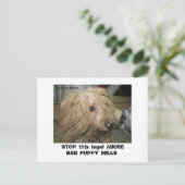 DonnerBichon12-10-08 (42), STOP diese rechtliche A Postkarte (Stehend Vorderseite)