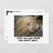 DonnerBichon12-10-08 (42), STOP diese rechtliche A Postkarte (Vorne/Hinten)