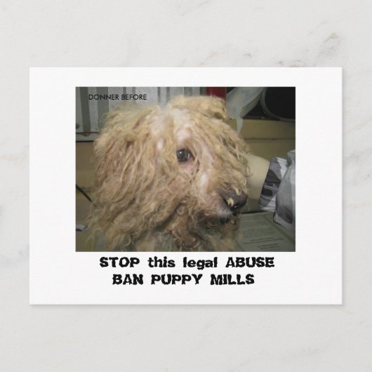 DonnerBichon12-10-08 (42), STOP diese rechtliche A Postkarte (Vorderseite)