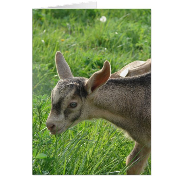 Donnerwetter im Zweiwochenalter (Vorne)