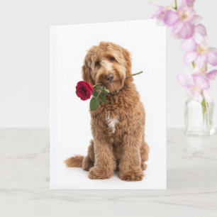 Doodle Valentinstag – Süße Locken, wahre Liebe Karte