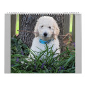 Doodle Welpen-Kalender Kalender (Titelbild)