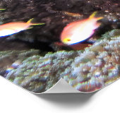 Doofy Turtle Poster (Ecke)