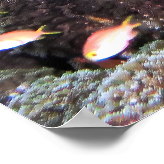 Doofy Turtle Poster (Ecke)