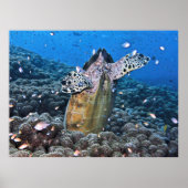 Doofy Turtle Poster (Vorne)