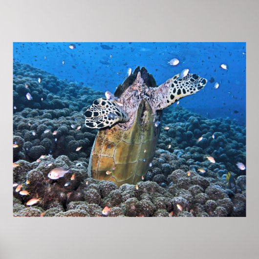 Doofy Turtle Poster (Vorne)