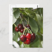 Door Country Cherries Postkarte (Vorne/Hinten)
