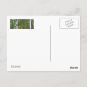 Door Landkreis Birch Trees Postcard Postkarte (Rückseite)