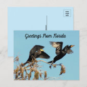 Doppel Crested Cormorant - Grüße Postkarte (Vorne/Hinten)