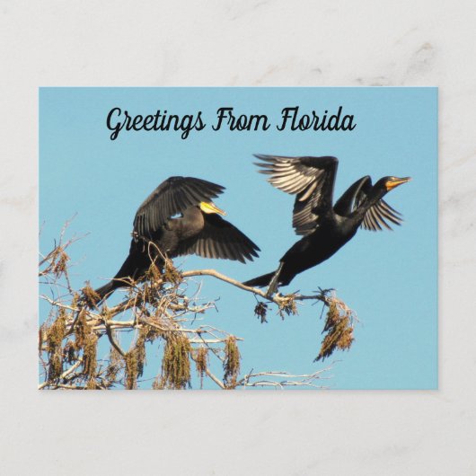 Doppel Crested Cormorant - Grüße Postkarte (Vorderseite)