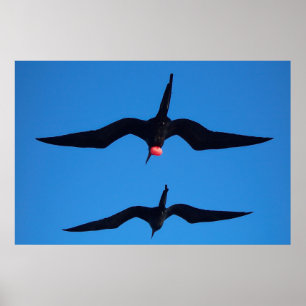 Doppel-Frigatebirts Poster
