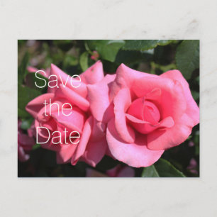 Doppel-Hot-Rosa-Rose Blume Hochzeit speichern Sie  Ankündigungspostkarte