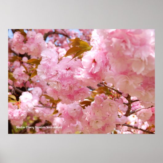 Doppel-Kirschblüte Poster (Vorne)