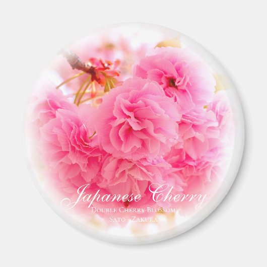 Doppel-Kirschblüte: Sato-zakura Magnet (Vorne)