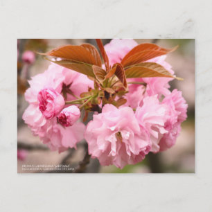 Doppel-Kirschblüten "Kanzan":Postkarte Postkarte