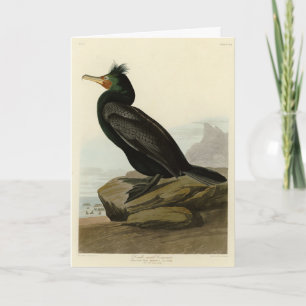Doppel-Kormoran Audubon Birds of America Karte