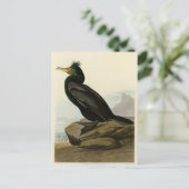 Doppel-Kormoran Audubon Birds of America Postkarte (Stehend Vorderseite)