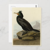 Doppel-Kormoran Audubon Birds of America Postkarte (Vorne/Hinten)