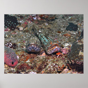 Doppel-Lizardfish Poster