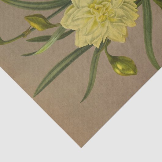 Doppel Narziss Sulfur Kroon Silver Phoenix Seidenpapier (Ausschnitt)