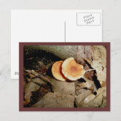 Doppel Orange Pilze Postkarte (Vorne/Hinten)