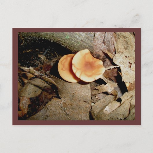 Doppel Orange Pilze Postkarte (Vorderseite)