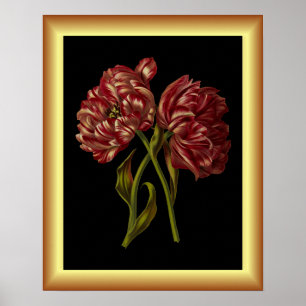 Doppel Tulips ~ Botanische Kunst Print ~ Poster