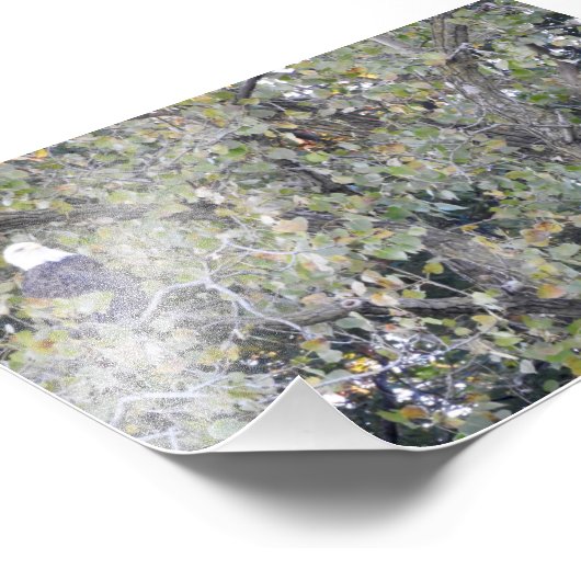 Doppeladler Fotodruck (Ecke)