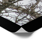 Doppeladler Poster (Ecke)