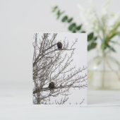 Doppeladler Postkarte (Stehend Vorderseite)