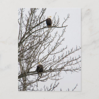 Doppeladler Postkarte