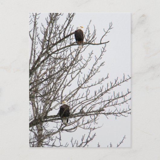 Doppeladler Postkarte (Vorderseite)