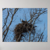 Doppeladlerproblem Poster (Vorne)