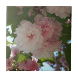 Doppelblühende Kirschbaum I Frühjahrsblüte Fliese