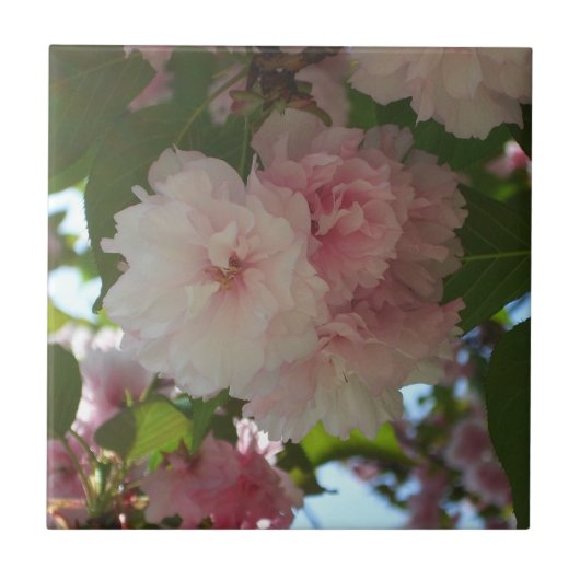 Doppelblühende Kirschbaum I Frühjahrsblüte Fliese (Vorderseite)