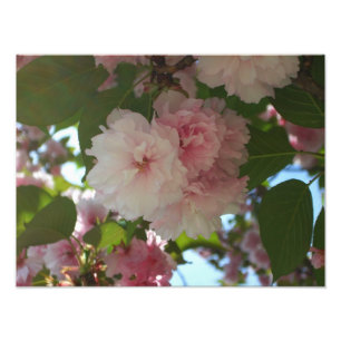 Doppelblühende Kirschbaum I Frühjahrsblüte Fotodruck