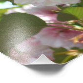 Doppelblühende Kirschbaum I Frühjahrsblüte Fotodruck (Ecke)