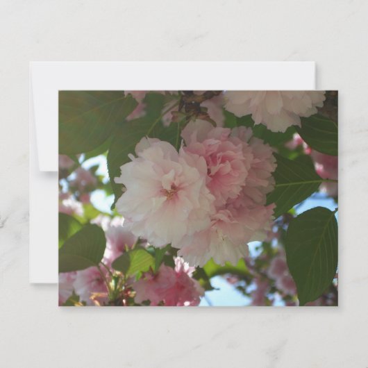 Doppelblühende Kirschbaum I Frühjahrsblüte Karte (Vorderseite)