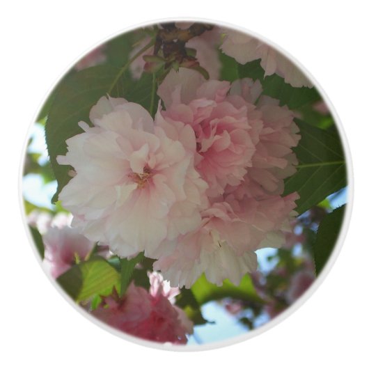 Doppelblühende Kirschbaum I Frühjahrsblüte Keramikknauf (Vorderseite)