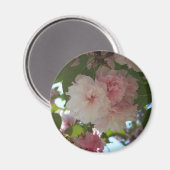 Doppelblühende Kirschbaum I Frühjahrsblüte Magnet (Vorderseite/Rückseite)