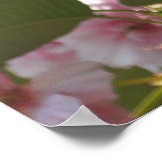 Doppelblühende Kirschbaum I Frühjahrsblüte Poster (Ecke)