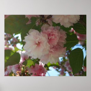 Doppelblühende Kirschbaum I Frühjahrsblüte Poster
