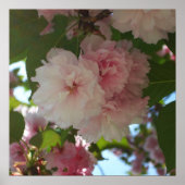 Doppelblühende Kirschbaum I Frühjahrsblüte Poster (Vorne)