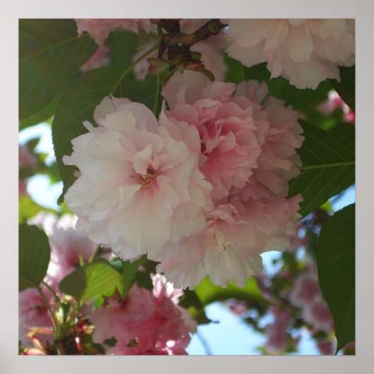 Doppelblühende Kirschbaum I Frühjahrsblüte Poster (Vorne)