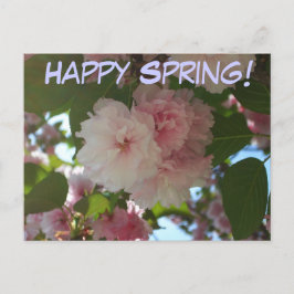 Doppelblühende Kirschbaum I Frühjahrsblüte Postkarte