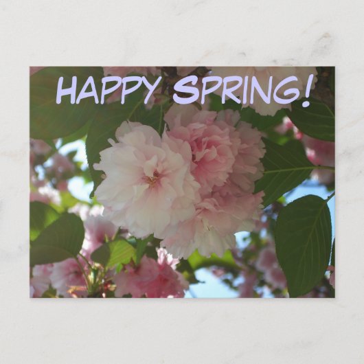 Doppelblühende Kirschbaum I Frühjahrsblüte Postkarte (Vorderseite)