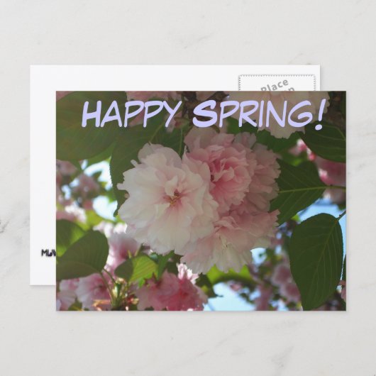 Doppelblühende Kirschbaum I Frühjahrsblüte Postkarte (Vorne/Hinten)