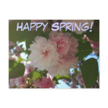 Doppelblühende Kirschbaum I Frühjahrsblüte